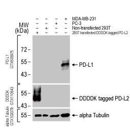 PD-L1 antibody [HL1041] (GTX635975)